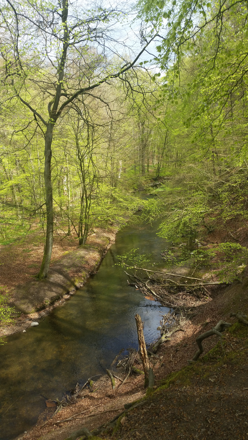 Et vy ud over K�ge � i Lellinge Skoven med nyudsprungne b�getr�er